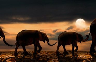 Luna llena en Virgo Elefantes